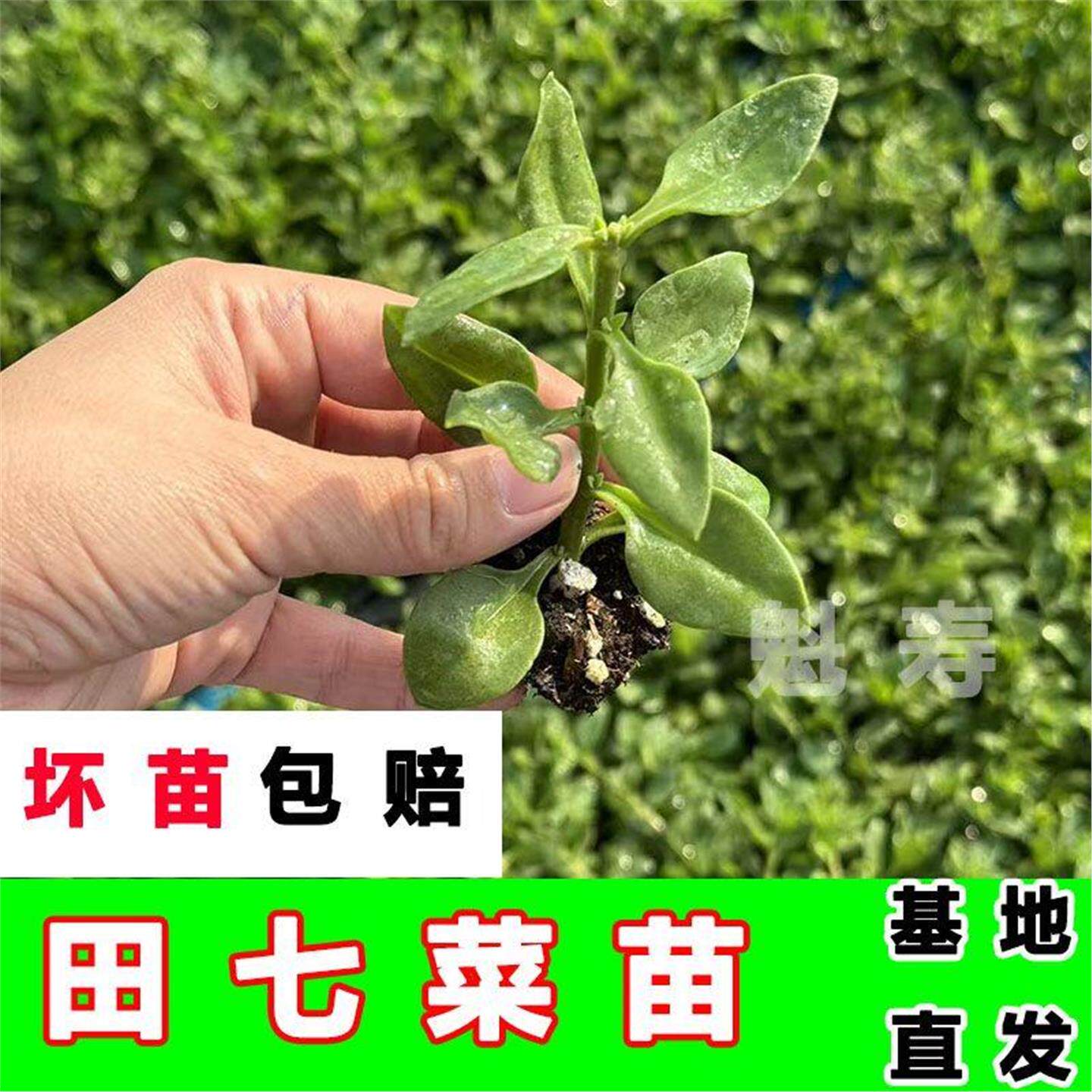 可食用盆栽菜苗秧苗田七花室内活苗正宗四季三七菜苗田七叶新鲜