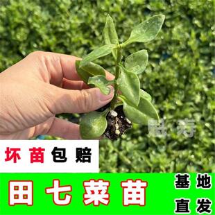 可食用盆栽菜苗秧苗田七花室内活苗正宗四季三七菜苗田七叶新鲜