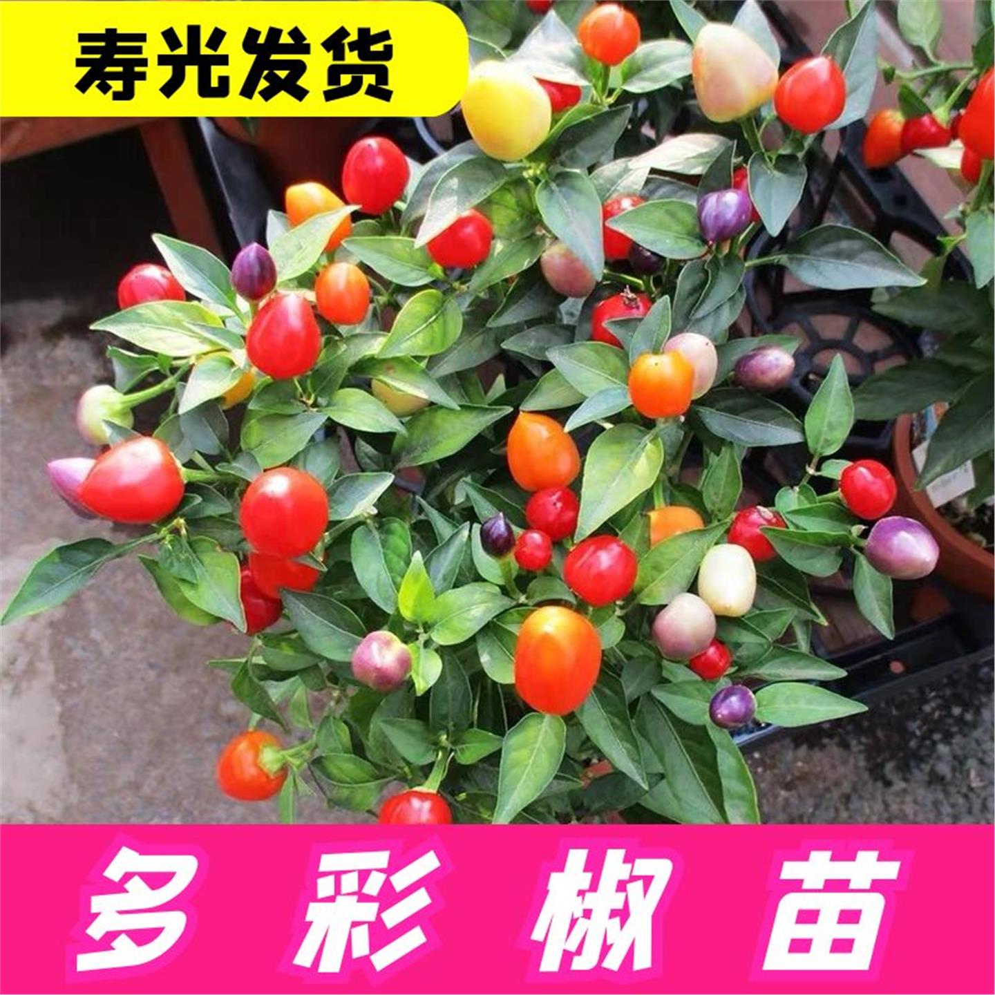 七彩多五六小尖椒辣苗秧种