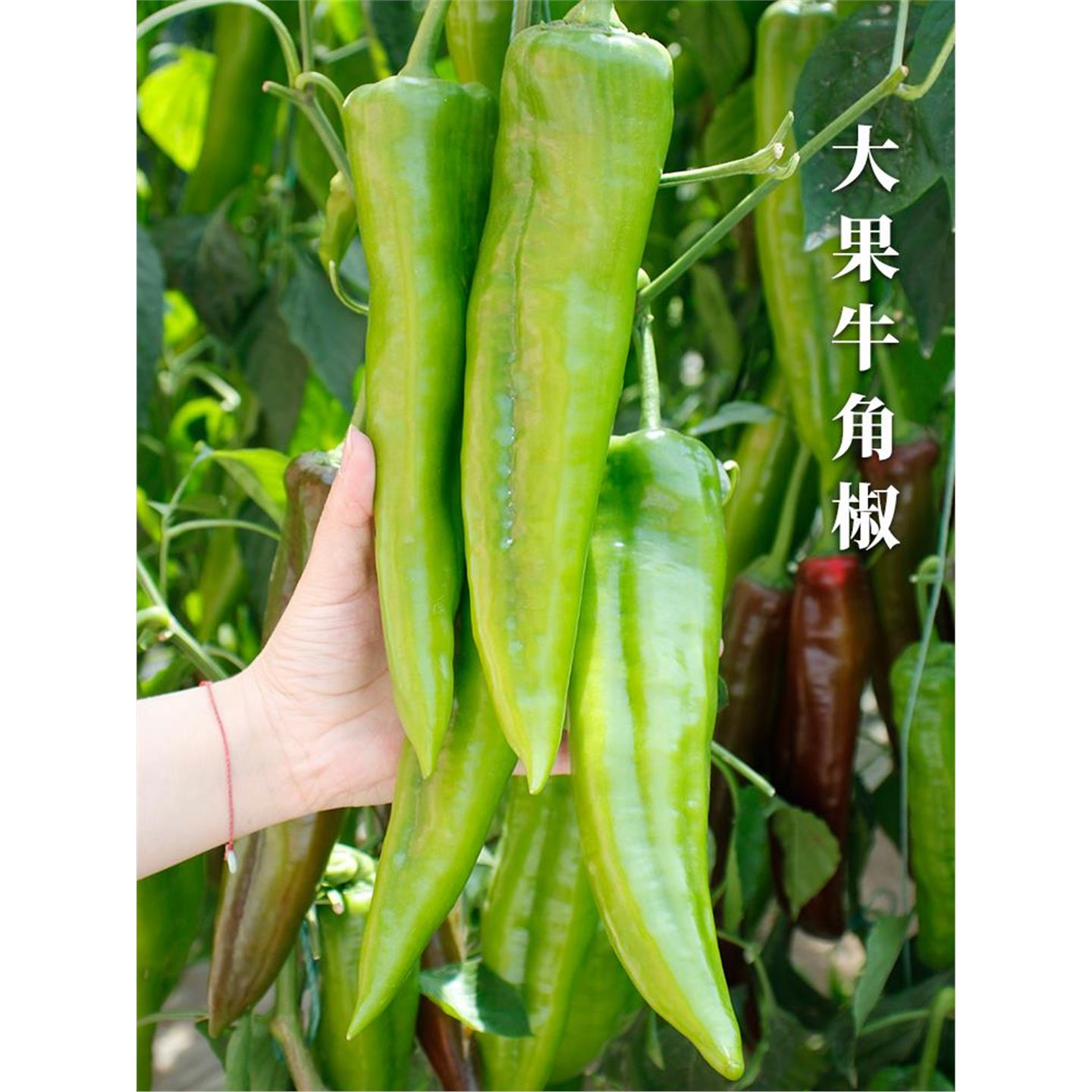 特大牛角椒种子果羊青尖辣