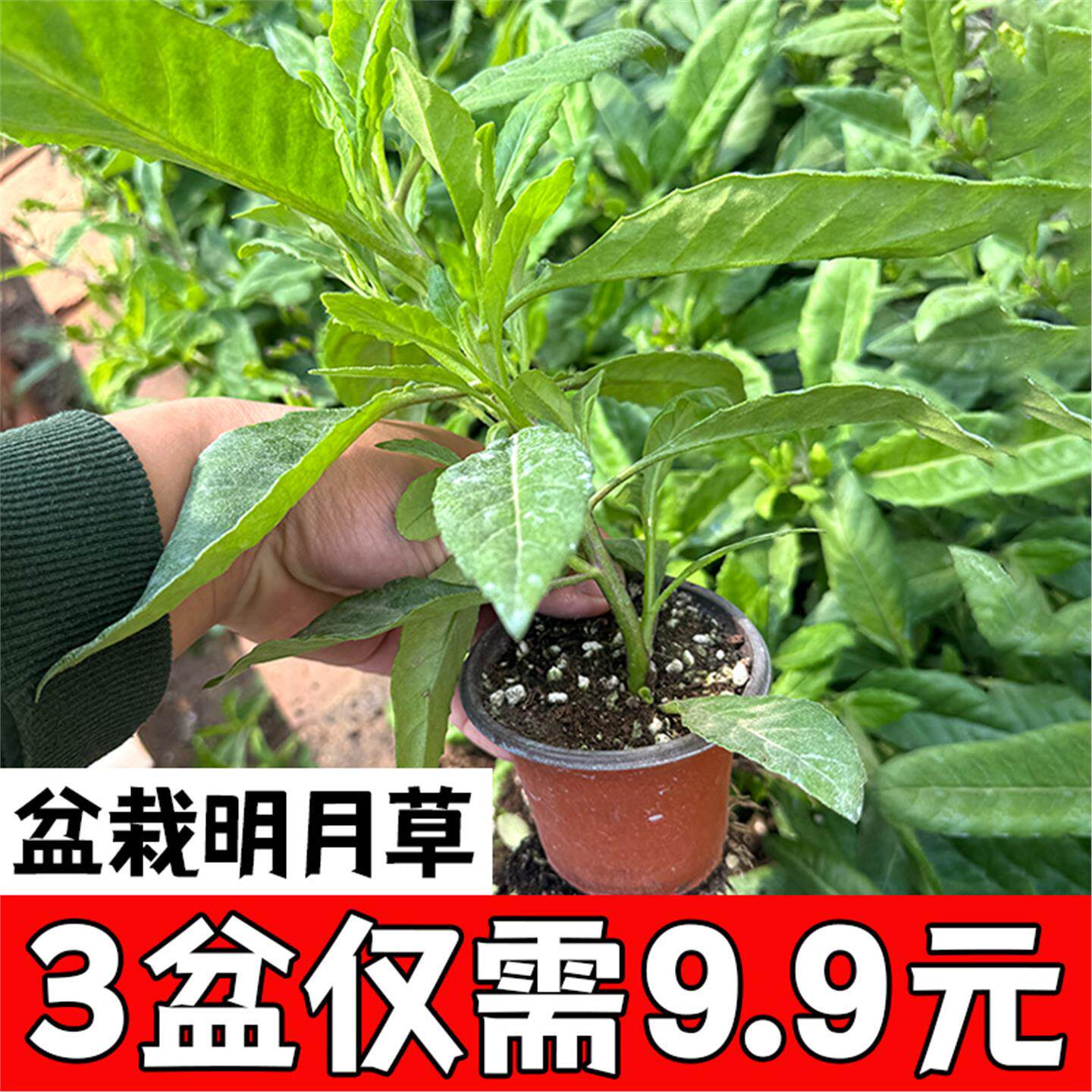 田七盆栽种苗特色野菜阳台盆栽抗病强四季蔬菜种盆栽蔬菜种籽