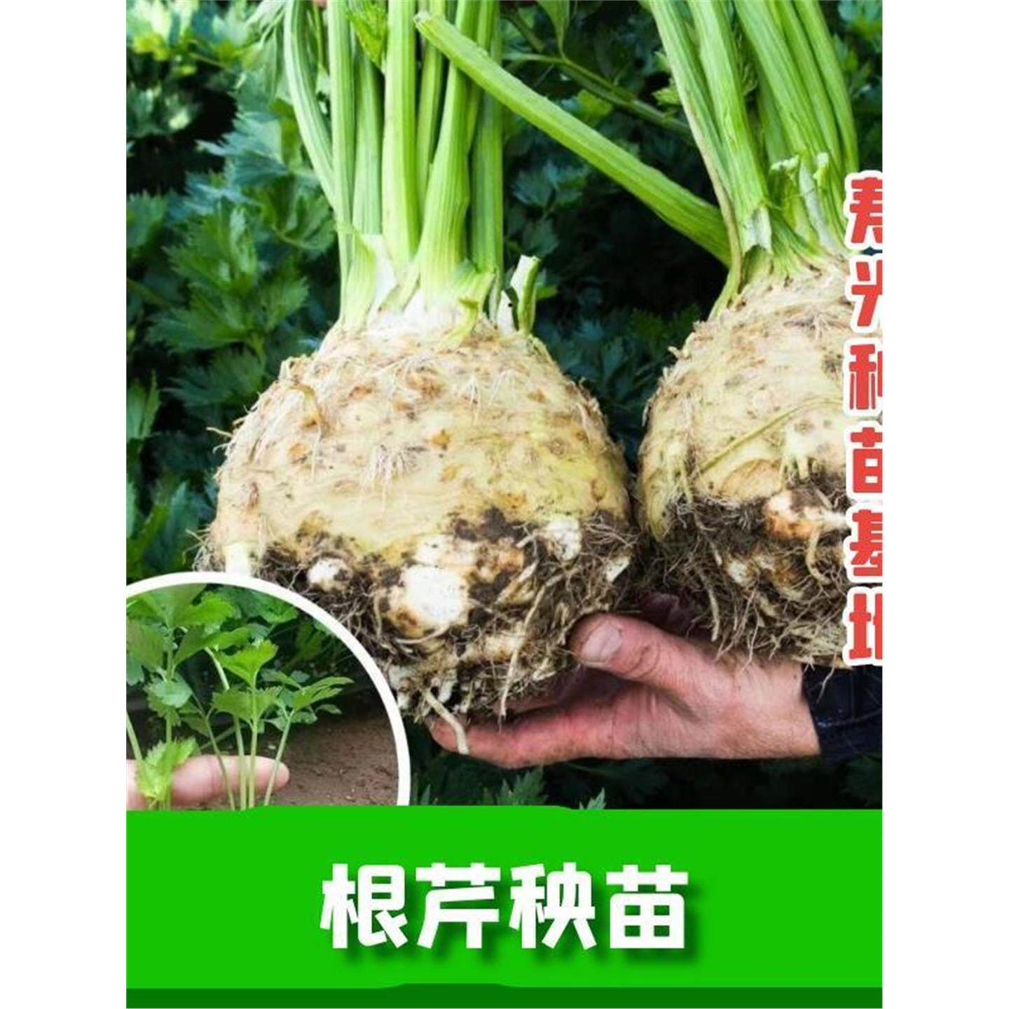 正宗根芹秧苗大疙瘩老桩种
