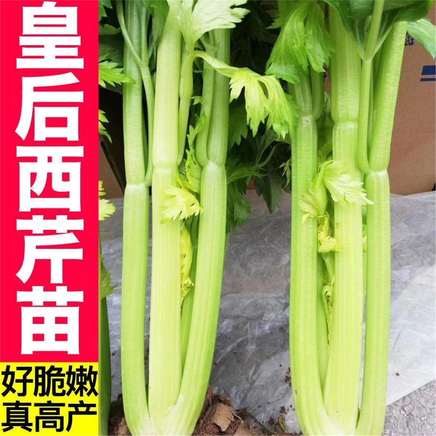 高产皇后大肉芹菜苗嫩脆四