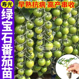 超甜绿宝石番茄苗秧种子四