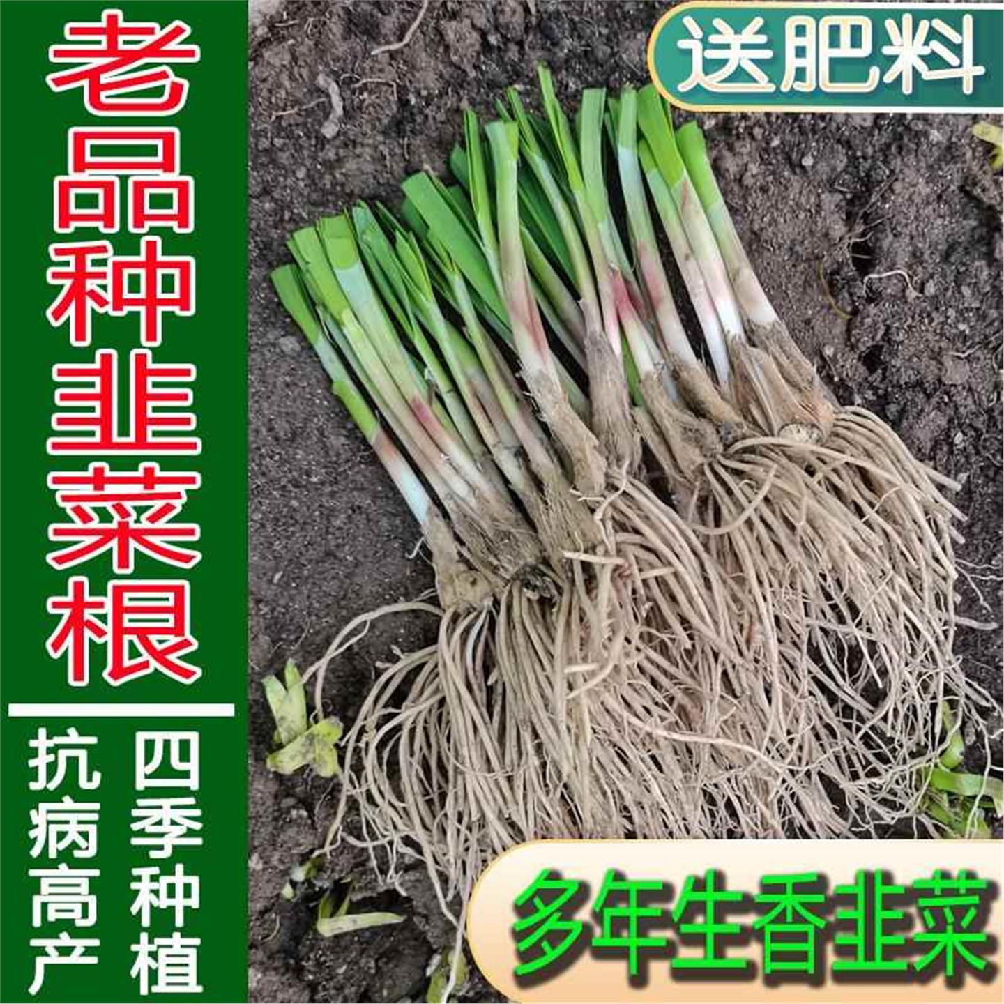 老品种细叶香韭菜子苗多年