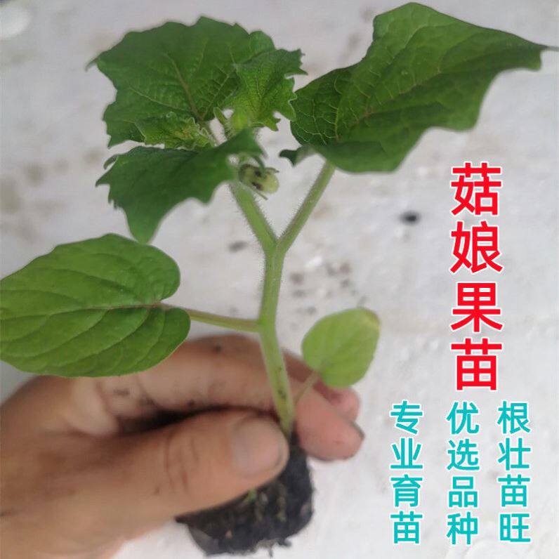 菇娘果苗秧姑树盆栽四季特