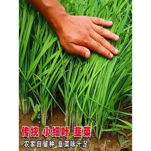 汉中雪韭王蔬菜独根红四季春季长青韭霸不休眠根种子孑籽