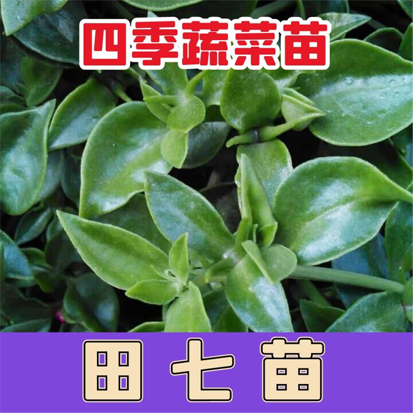 田七种苗春夏四季播阳台盆