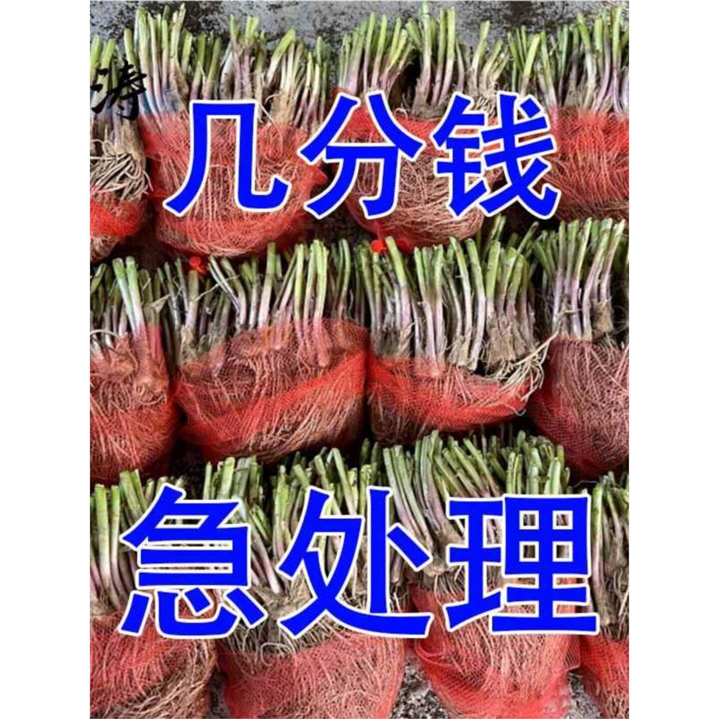 【头茬现挖】紫根韭菜苗宽