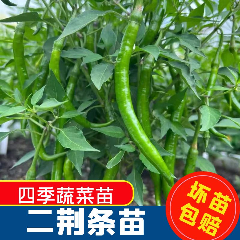 正宗四川香辣二荆条苗秧苗高产四季青红线椒种子蔬菜籽基地直发