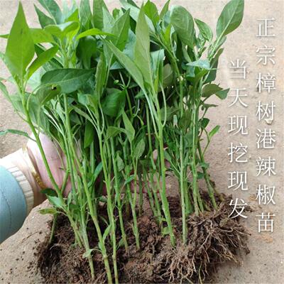 苗樟树港辣椒正宗湖南特
