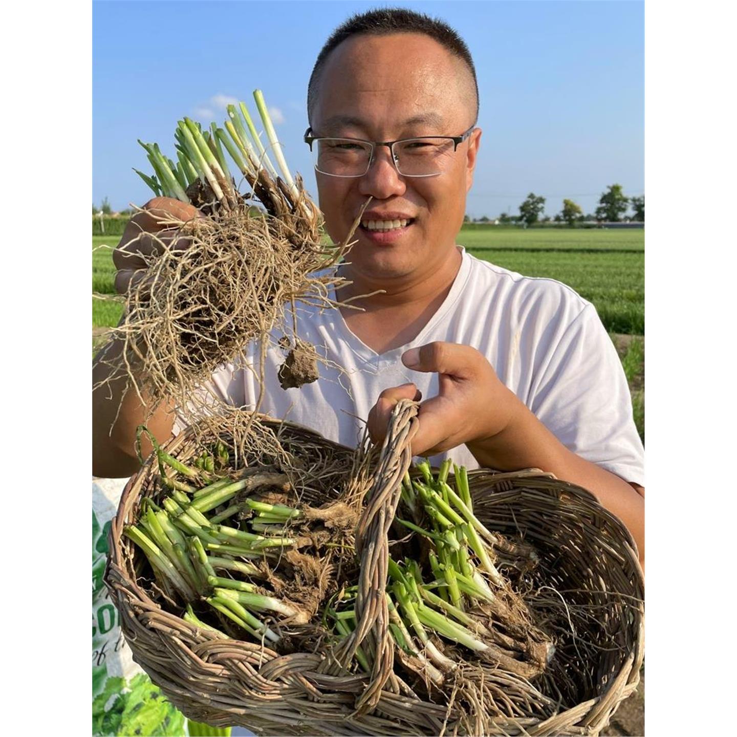 当年新韭菜根四季红紫苗独