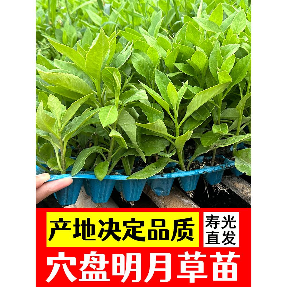 食用明月草苗白子菜背三七