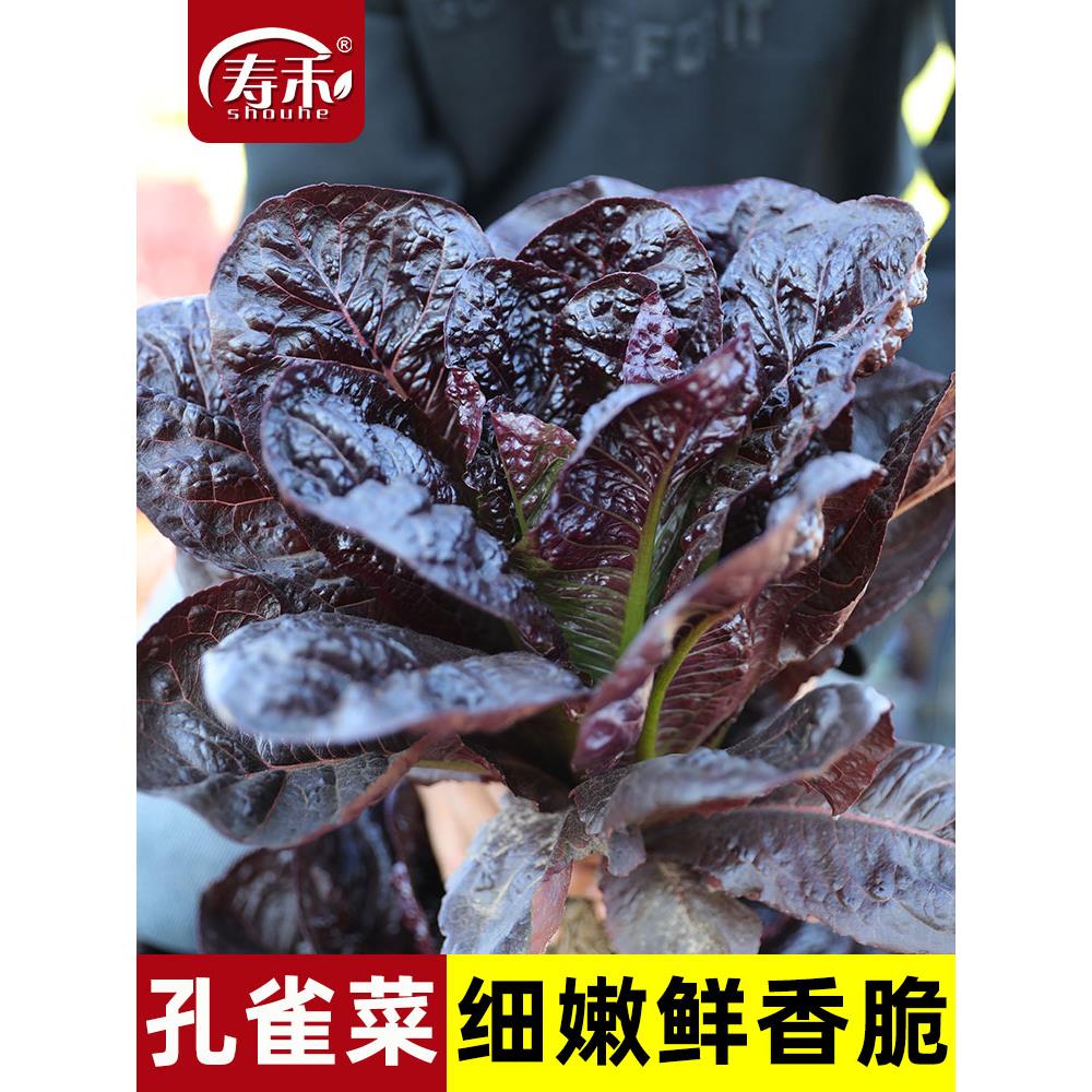 孔雀菜种子生籽苗秧四季青