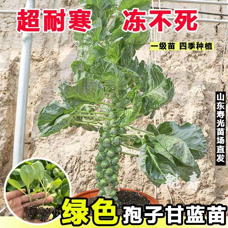 孢子甘蓝秧苗带土球幼苗抱子甘蓝种子盆栽地栽四季食用迷你卷心菜