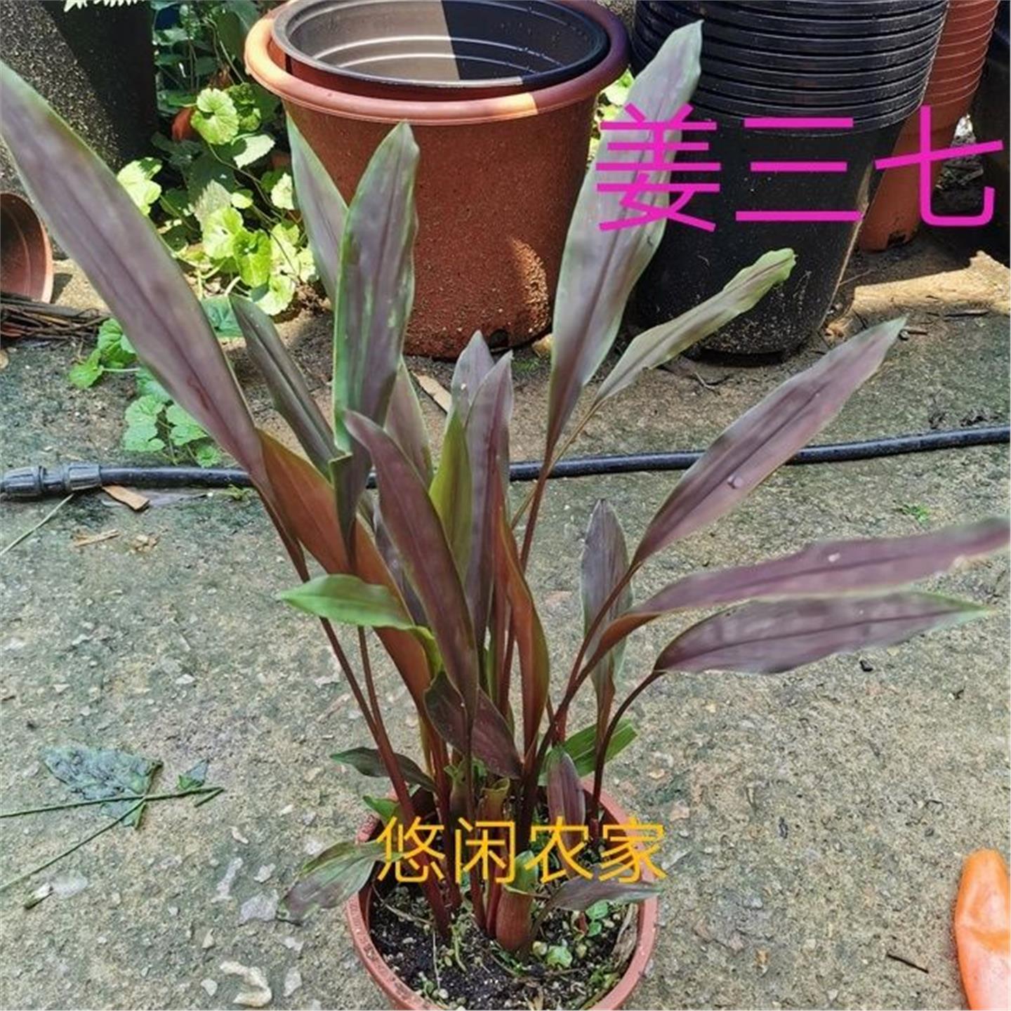 竹叶三七姜红青土田观赏植