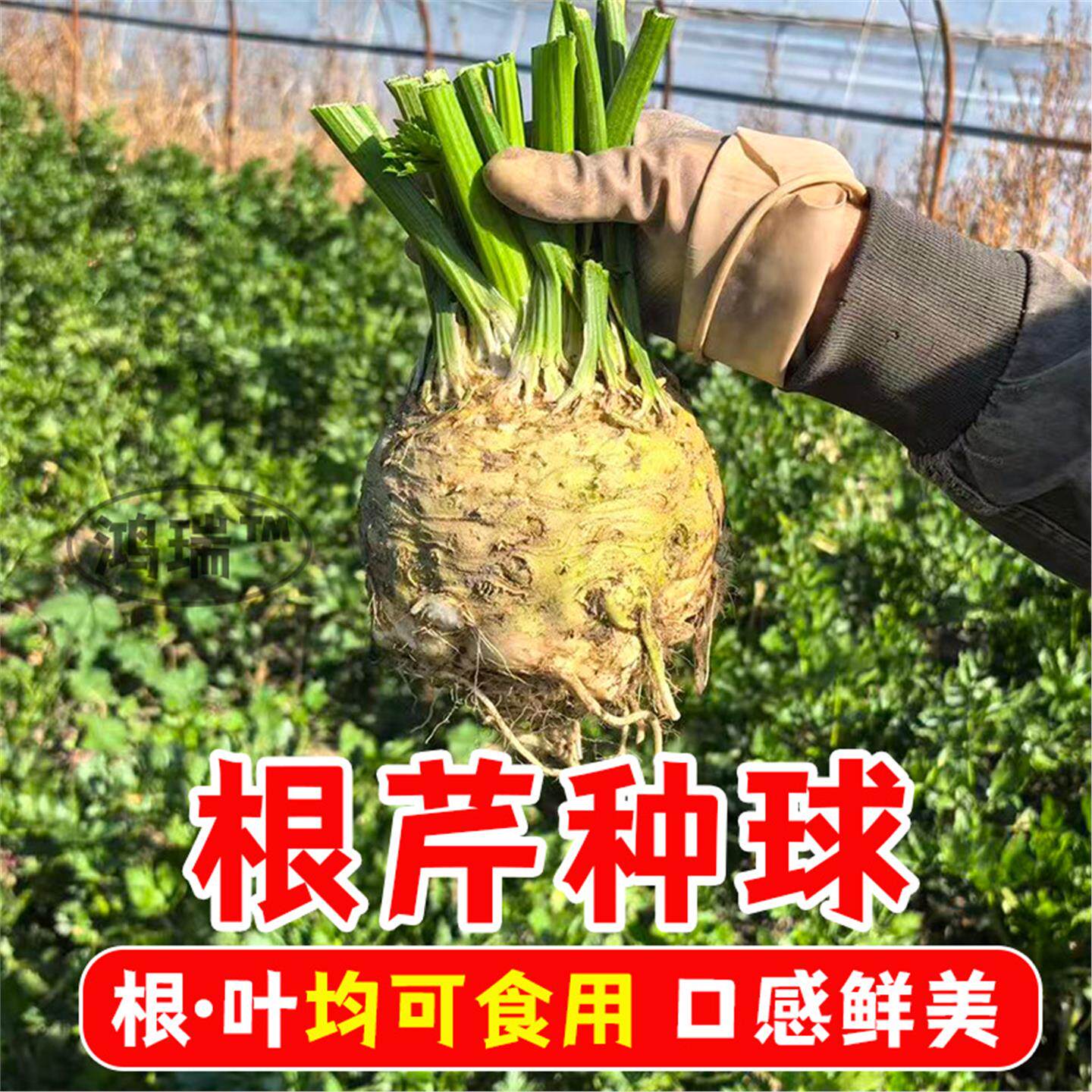 根芹种球四季菜头地中海子