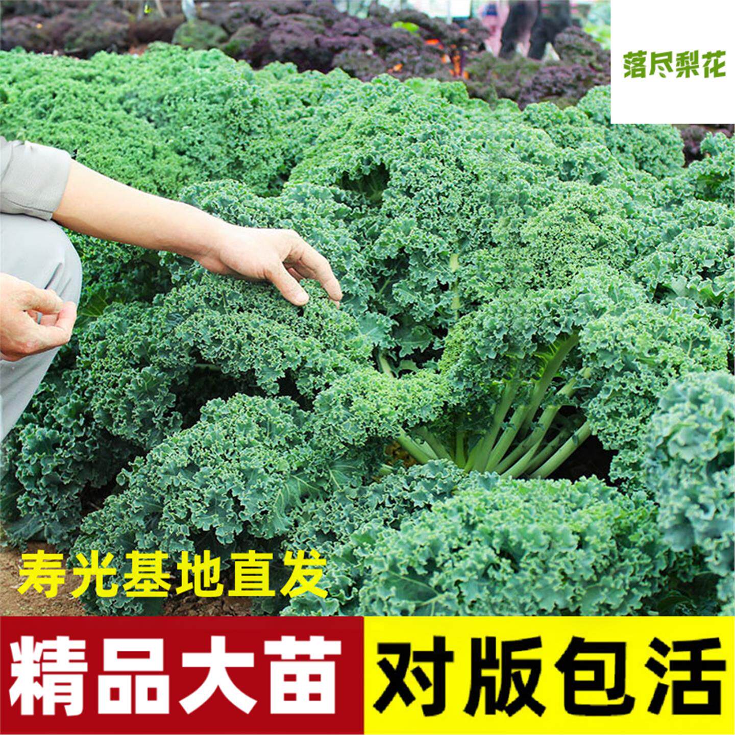 羽衣甘蓝苗秧种子籽孑食用