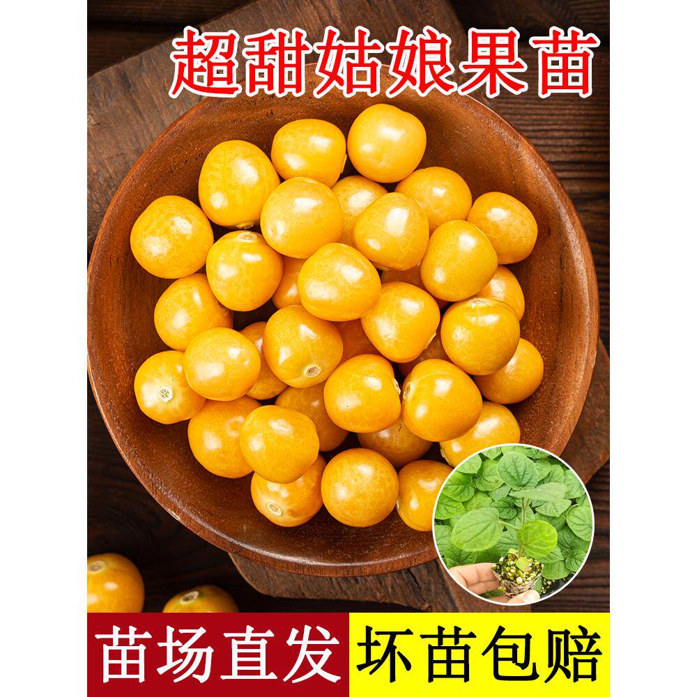 水果姑娘苗特大号灯笼种子