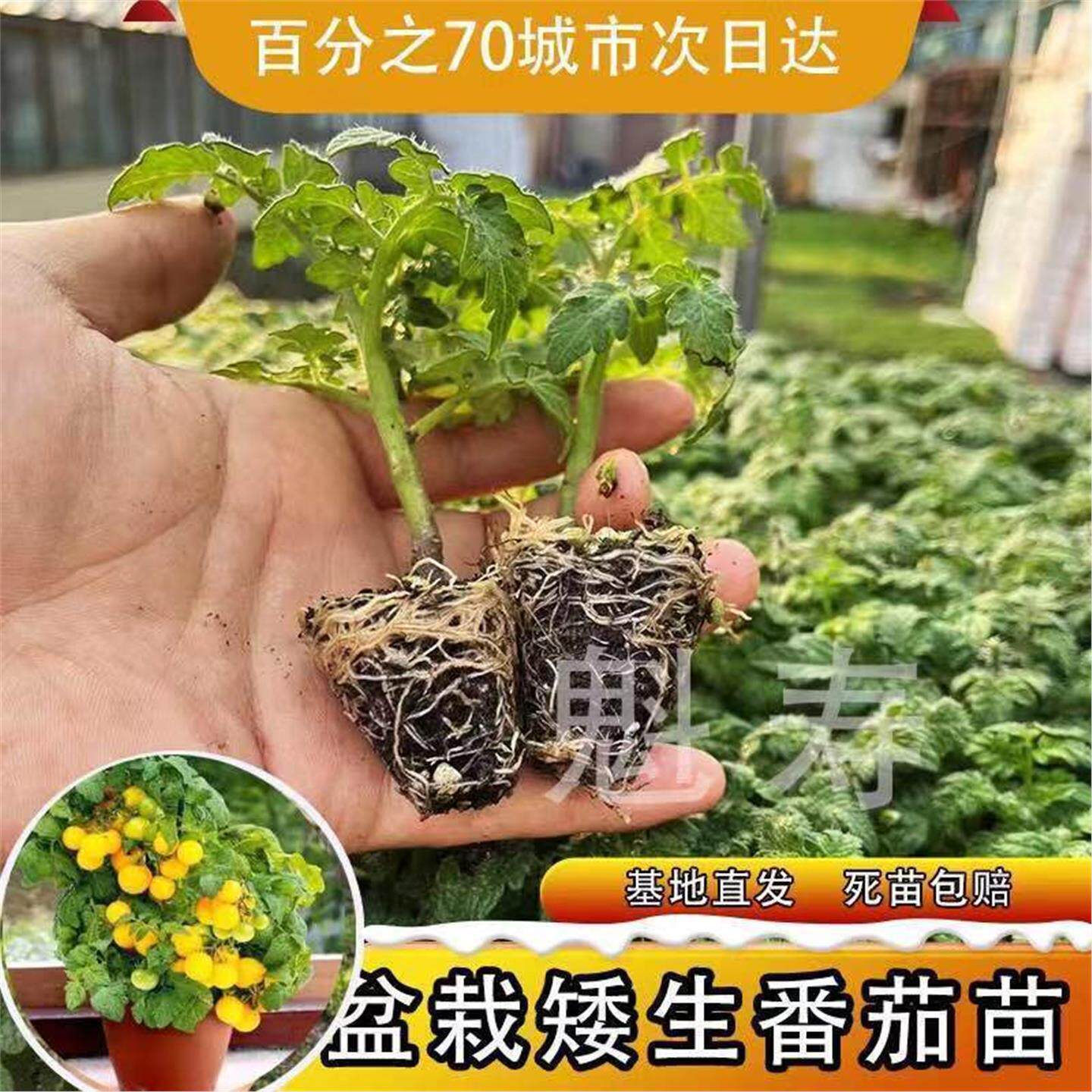 盆栽矮生番茄苗樱桃小黑秧