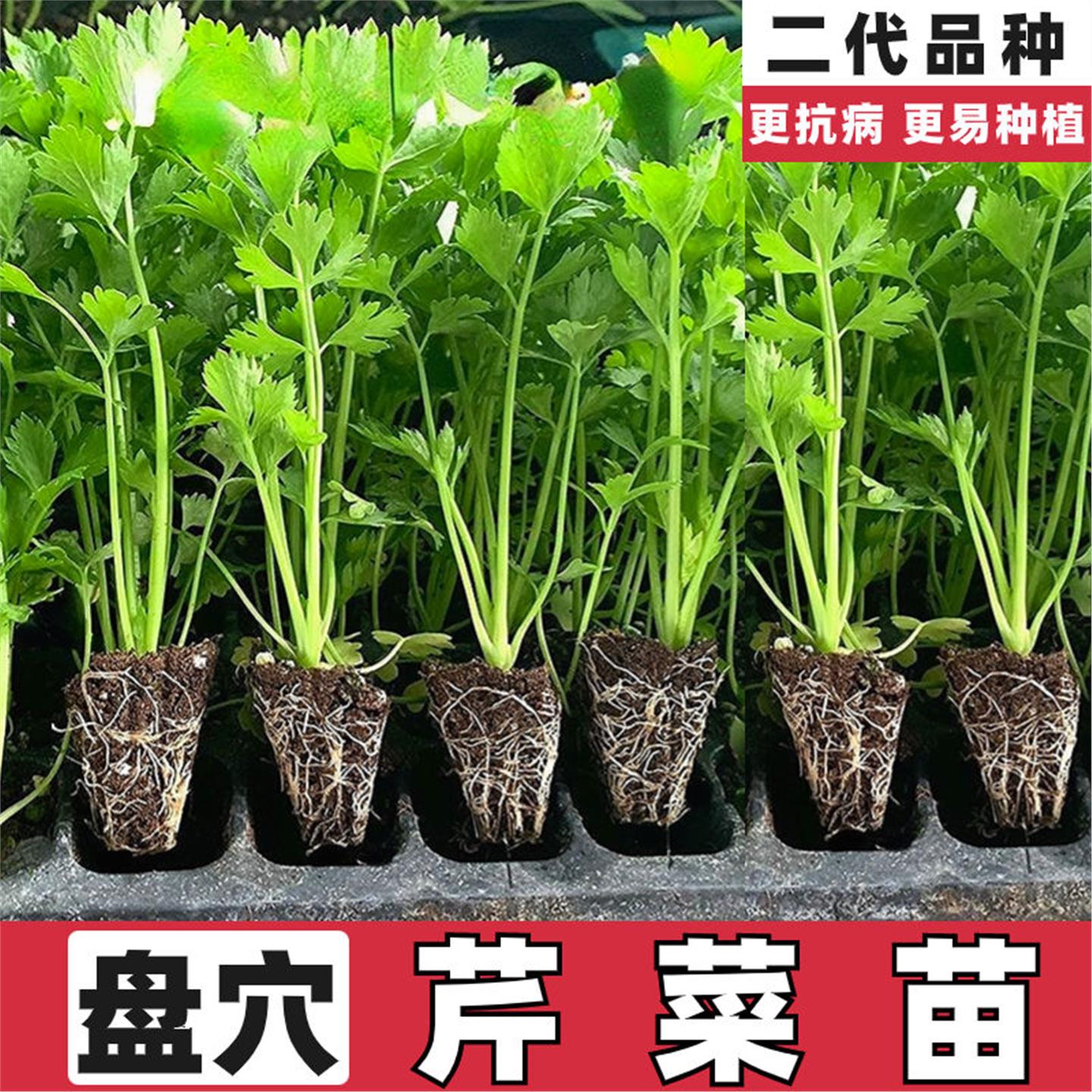 芹菜苗夏季香水皇后西秧种