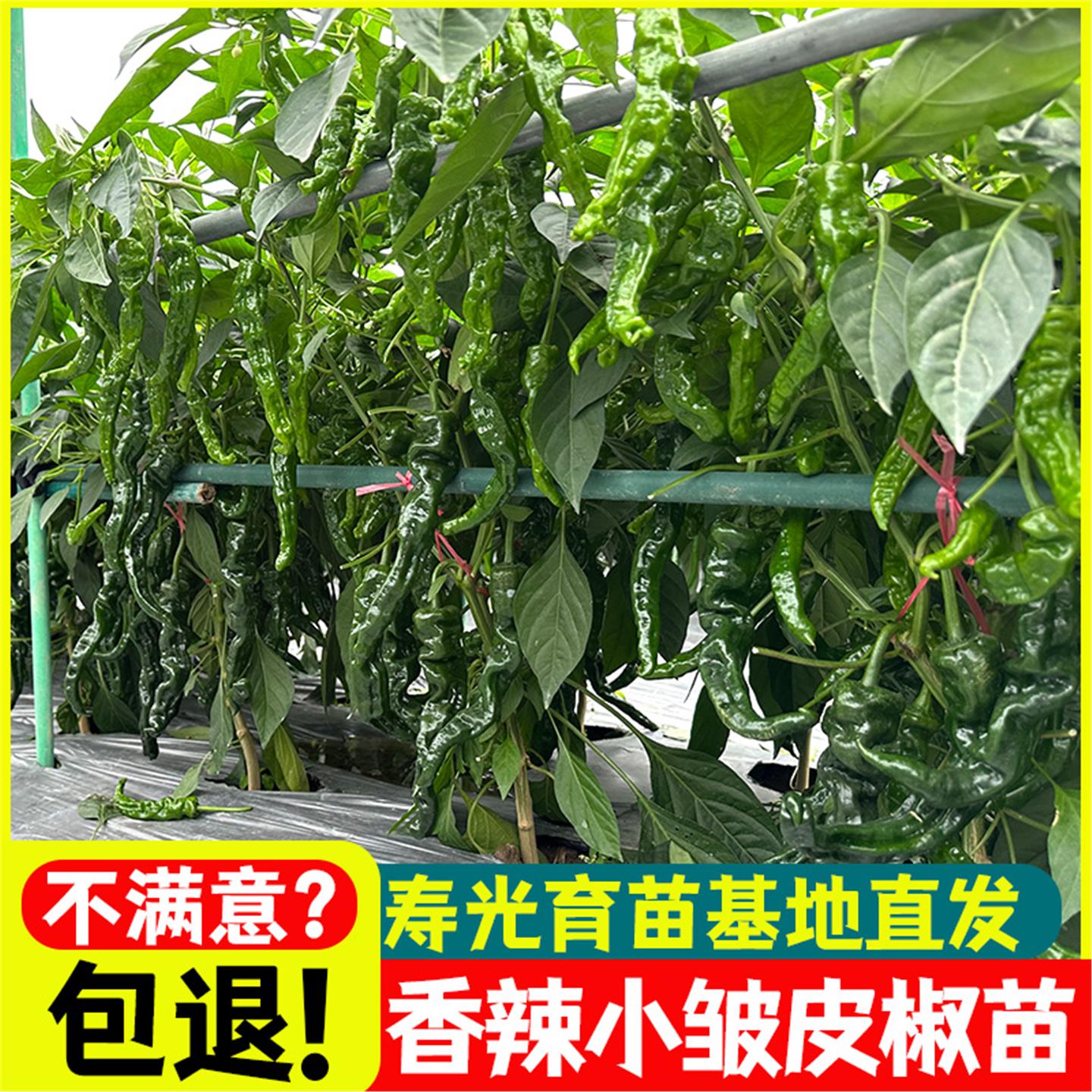 香辣小皱皮椒苗四季高产特
