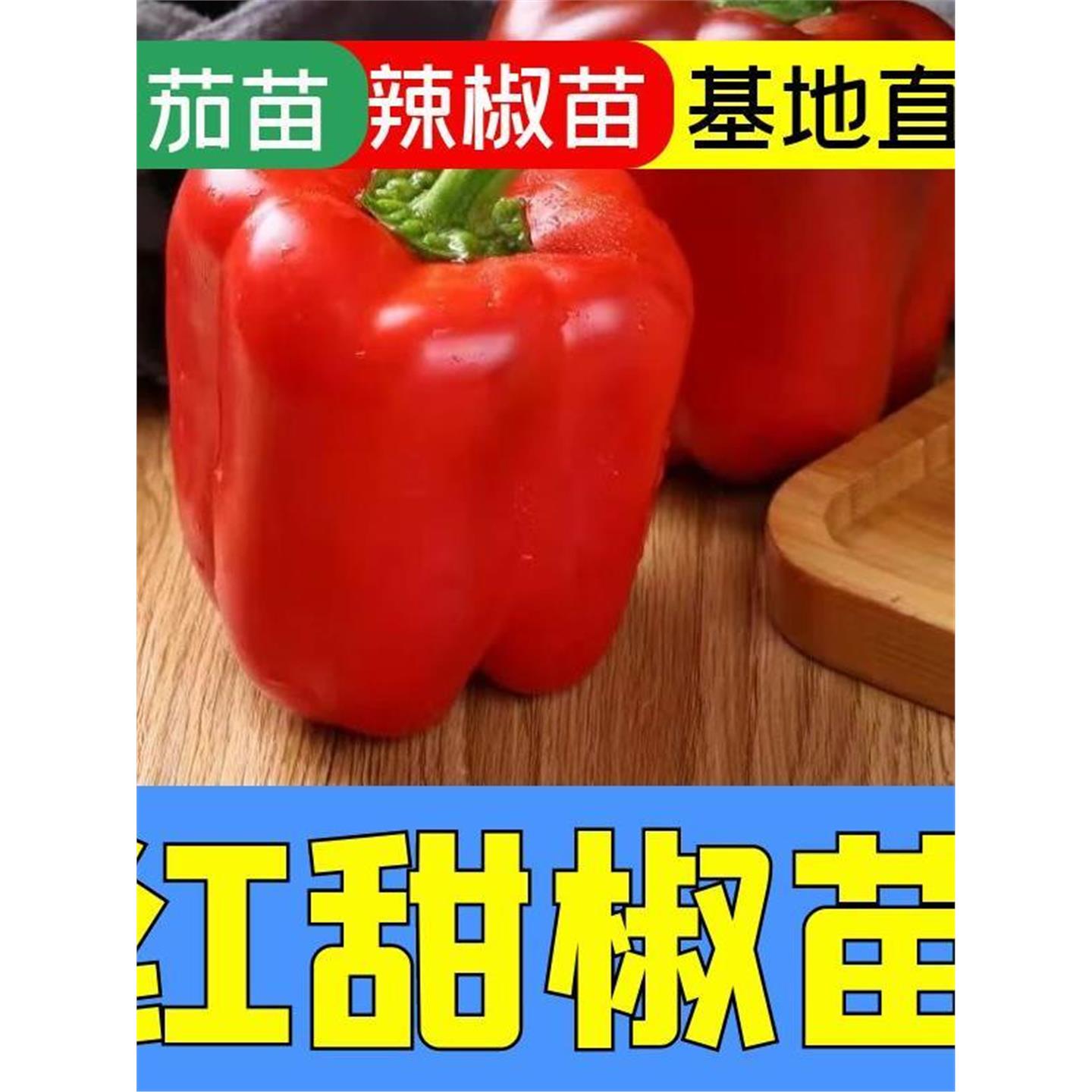 蔬菜彩色红甜椒秧苗子辣阳