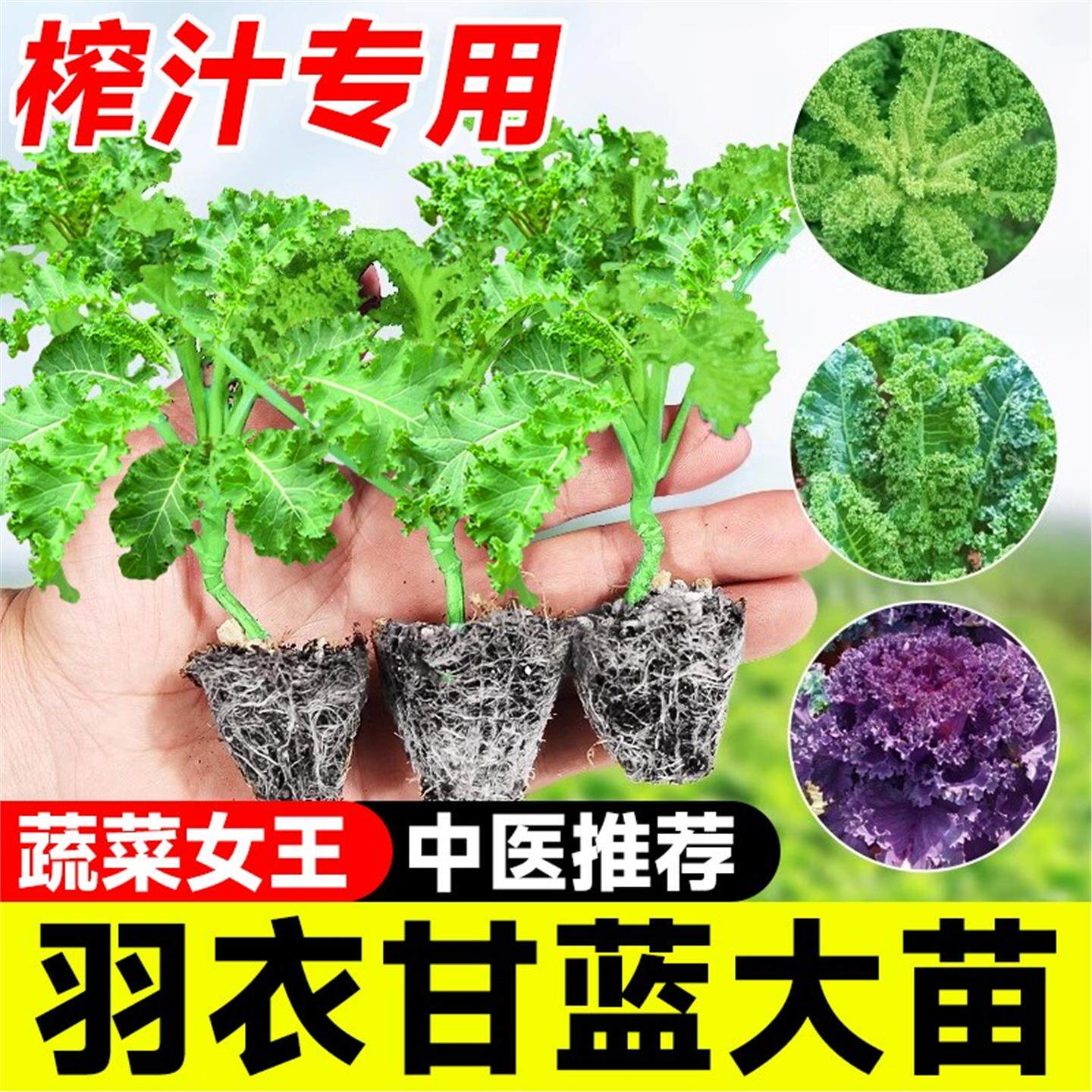 可食用羽衣甘蓝苗盆栽大种