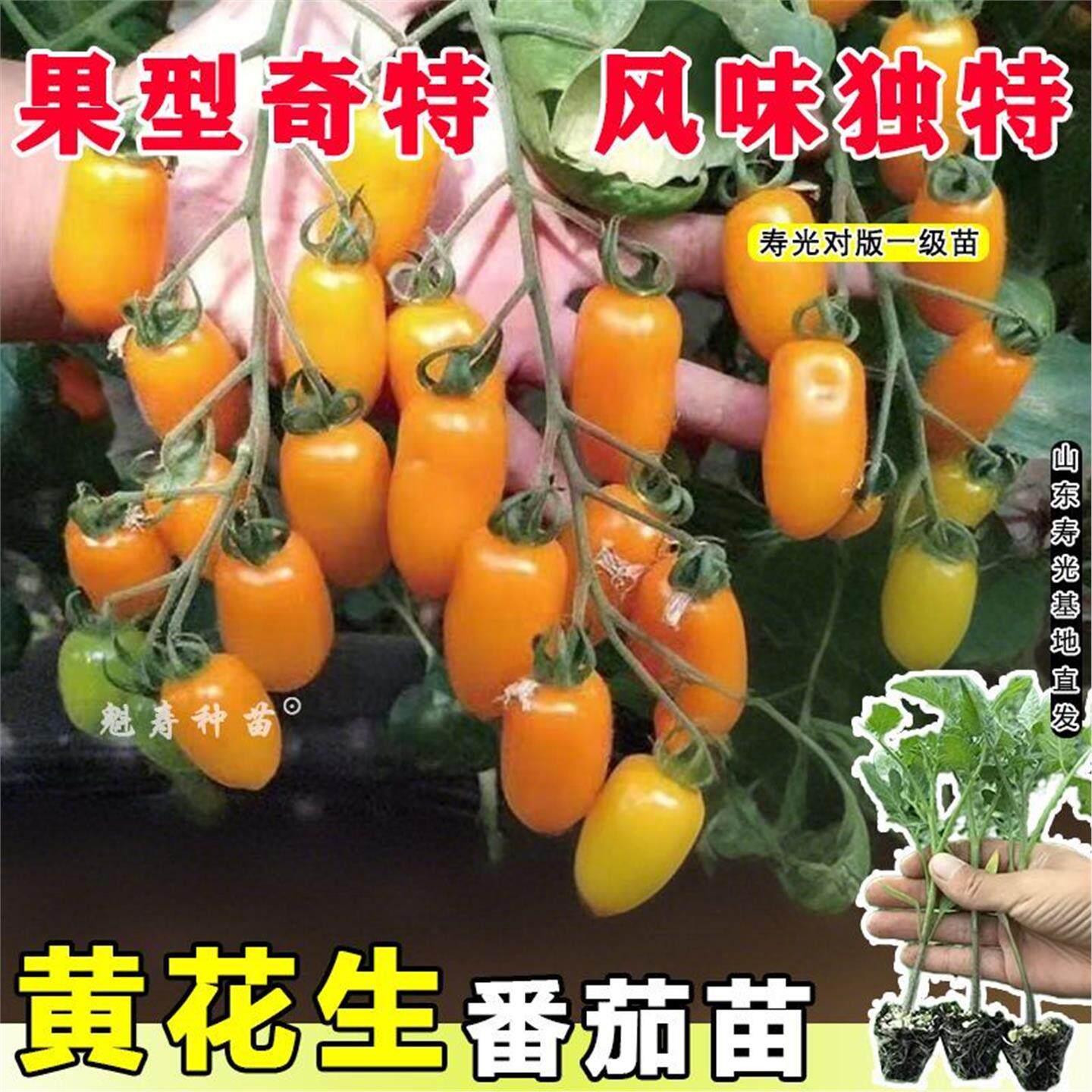 君川黄花生番茄苗超甜樱桃