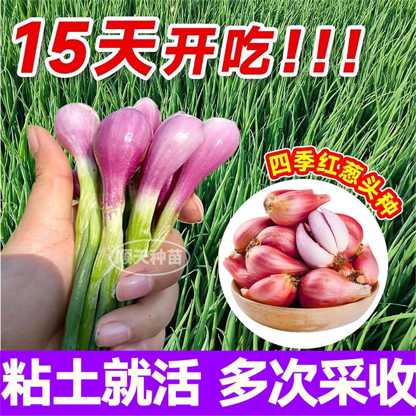 正宗四川火葱头种子红干香