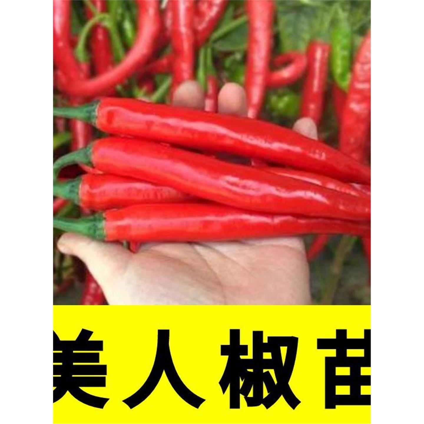 美人椒辣苗香二荆条秧高产