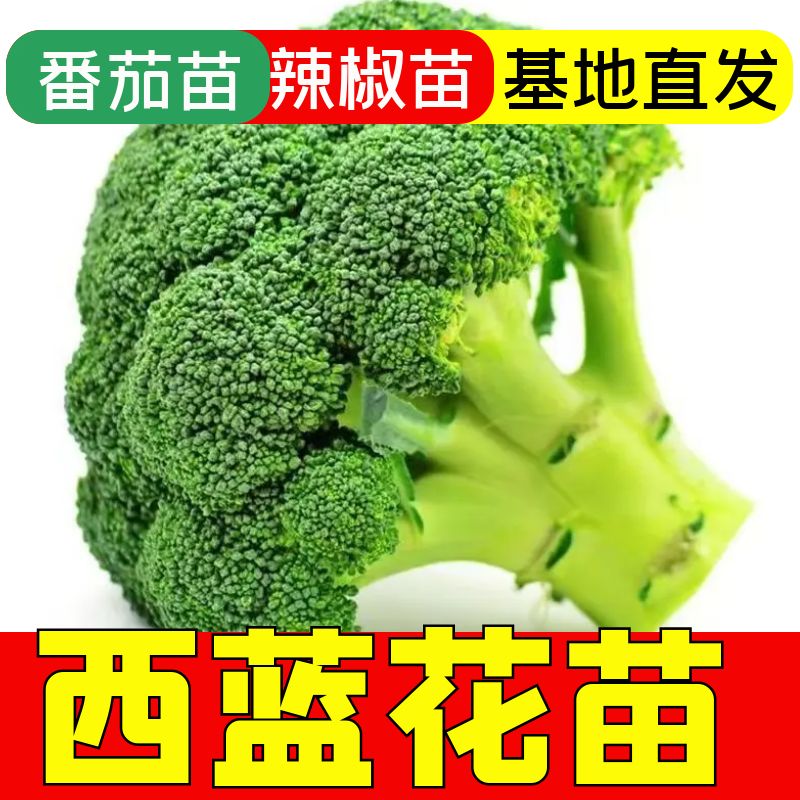 西蓝花苗子西兰花秧苗四季蔬菜苗