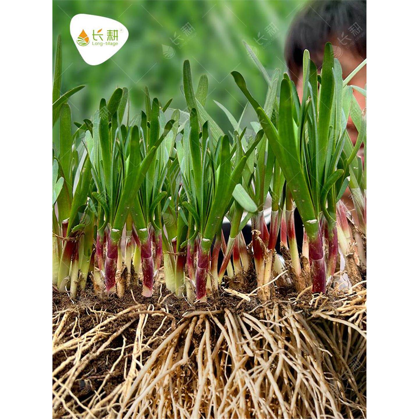 山东红根韭菜苗紫现挖宽叶