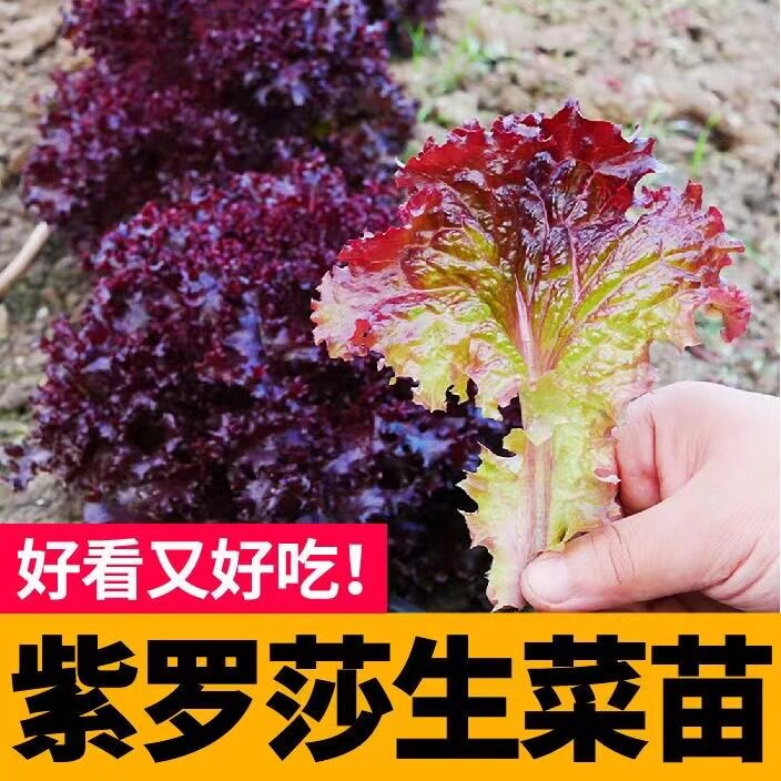 寿光紫罗莎生菜秧苗种子春