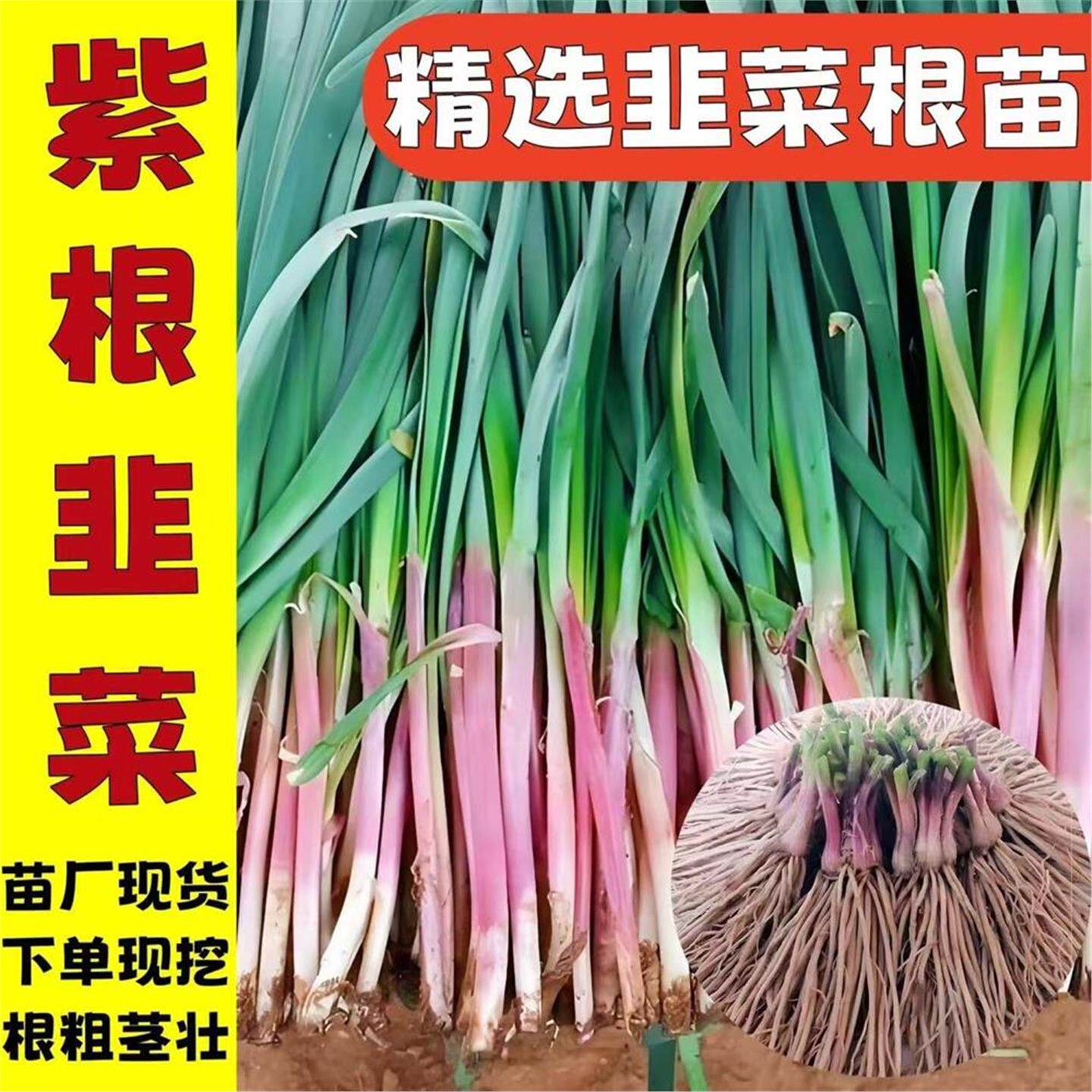 新鲜头茬韭菜根正宗农家香