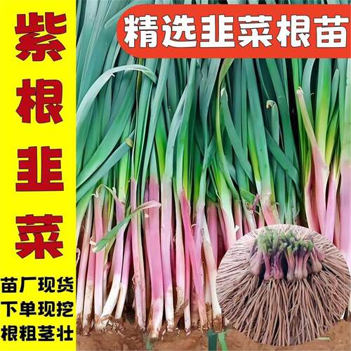 新鲜头茬韭菜根正宗农家香