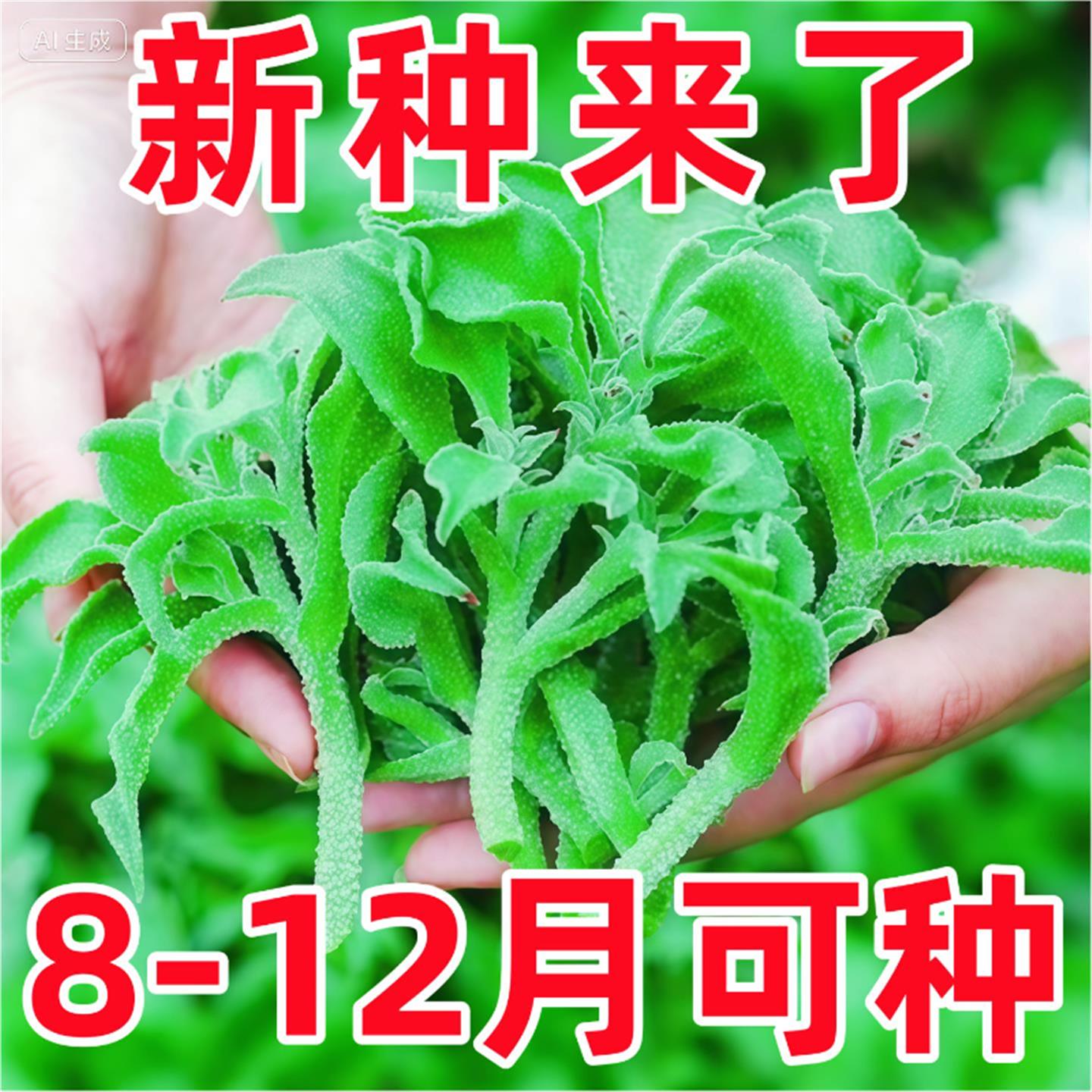 水晶冰菜种籽阳台盆栽蔬子