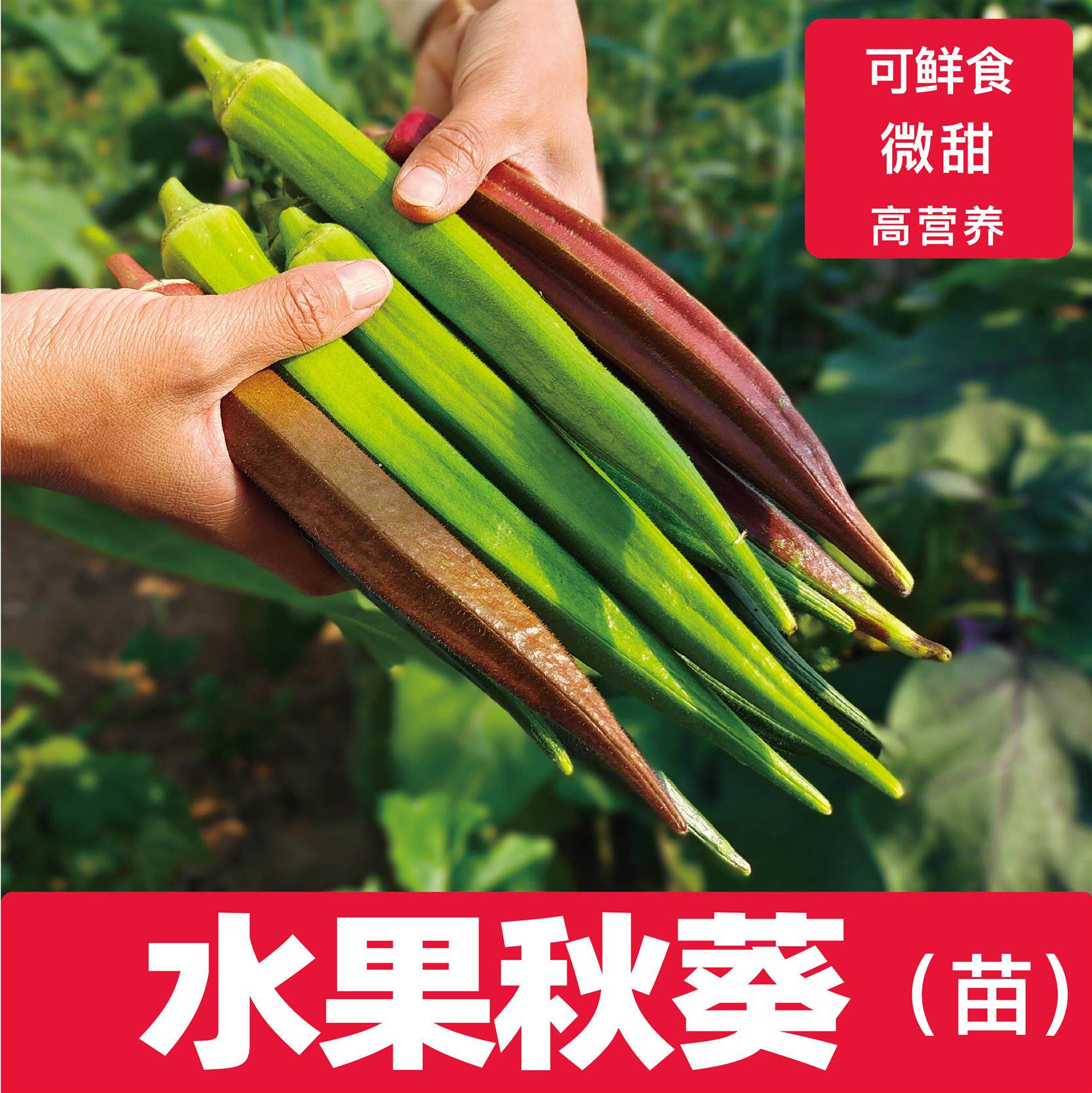 山东寿光水果秋葵秧苗羊角