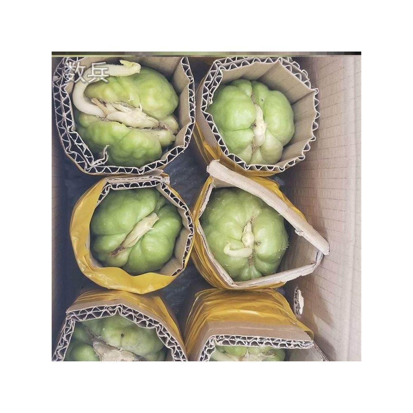佛手瓜种瓜苗老瓜发芽带芽新鲜当季青皮龙须菜瓜菜可吃茎叶佛手瓜