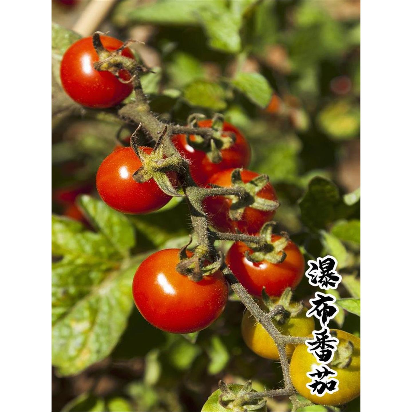 番茄苗子四季阳台盆栽千禧