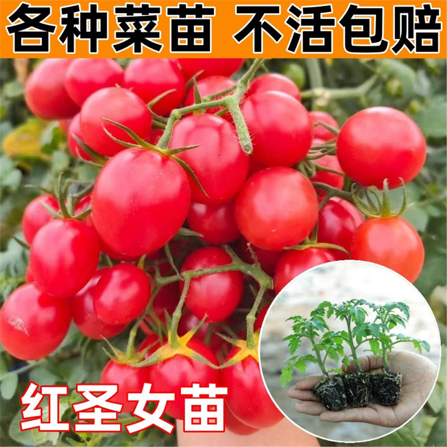 红圣女秧苗蔬菜大全四季盆