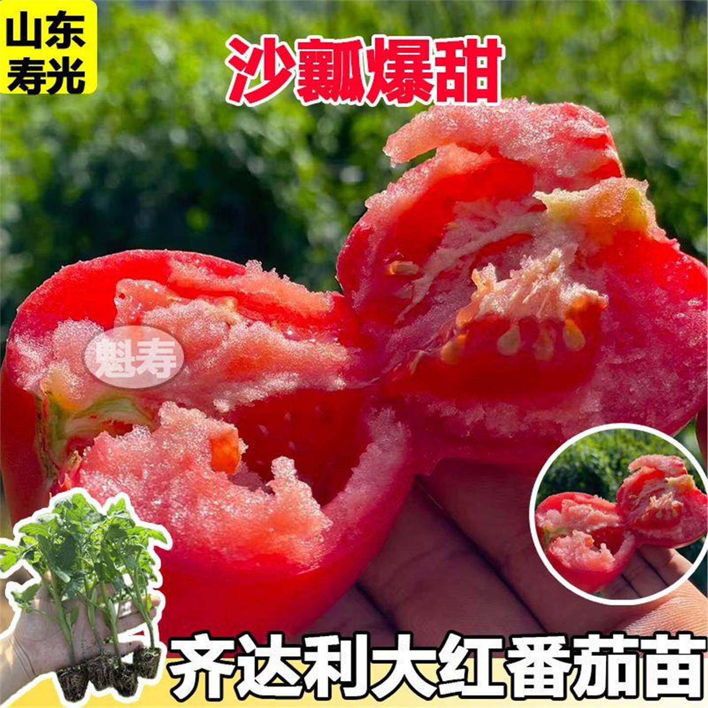 齐达利番茄苗大红蔬菜种子