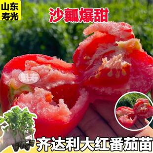 齐达利番茄苗大红番茄蔬菜种子西红柿苗早春四季阳台盆子