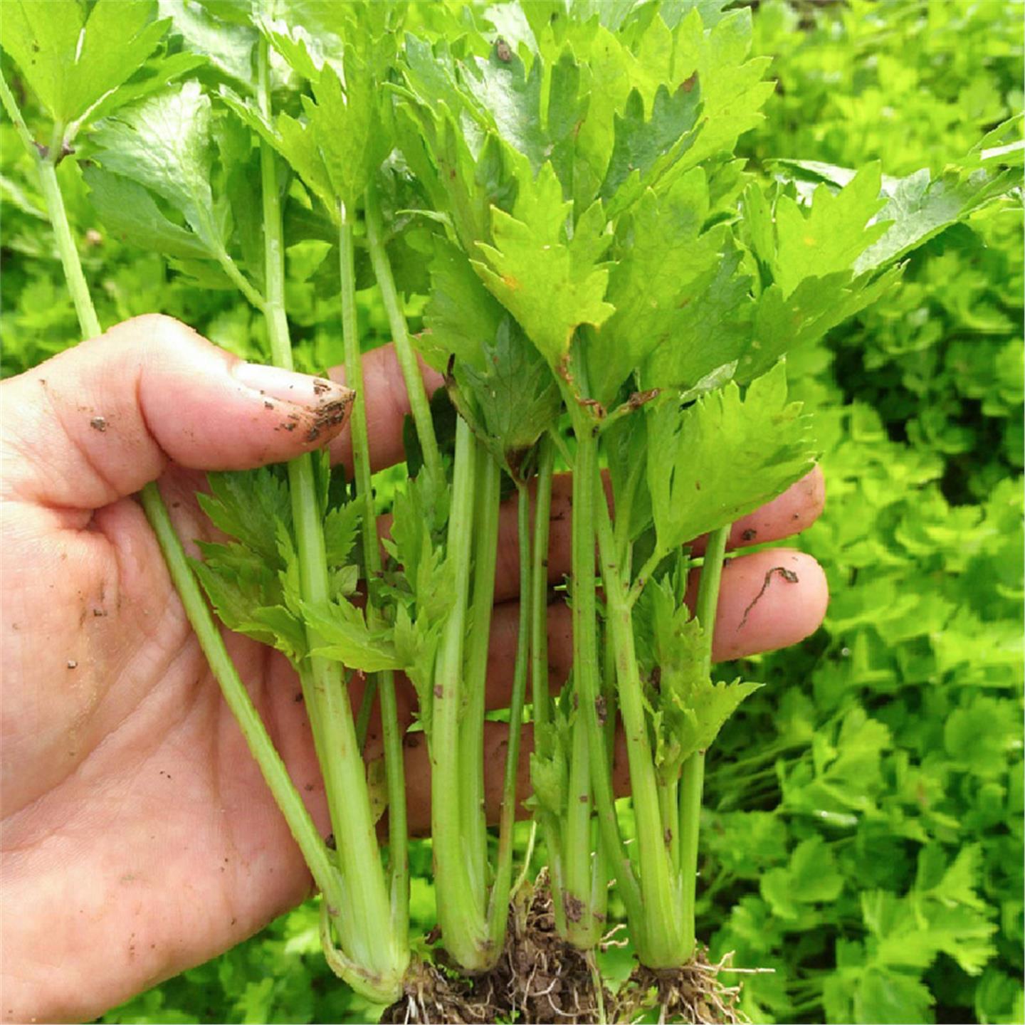 沙拉水果芹菜种子小香籽苗