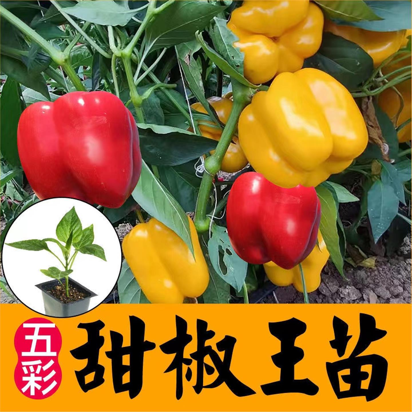 五彩甜椒苗秧种子辣红黄四