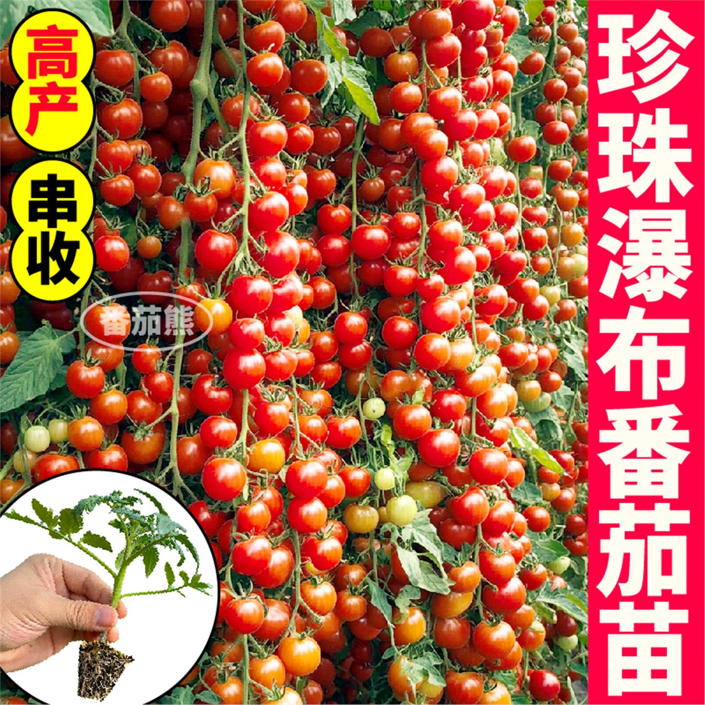 寿光珍珠瀑布番茄苗秧西红