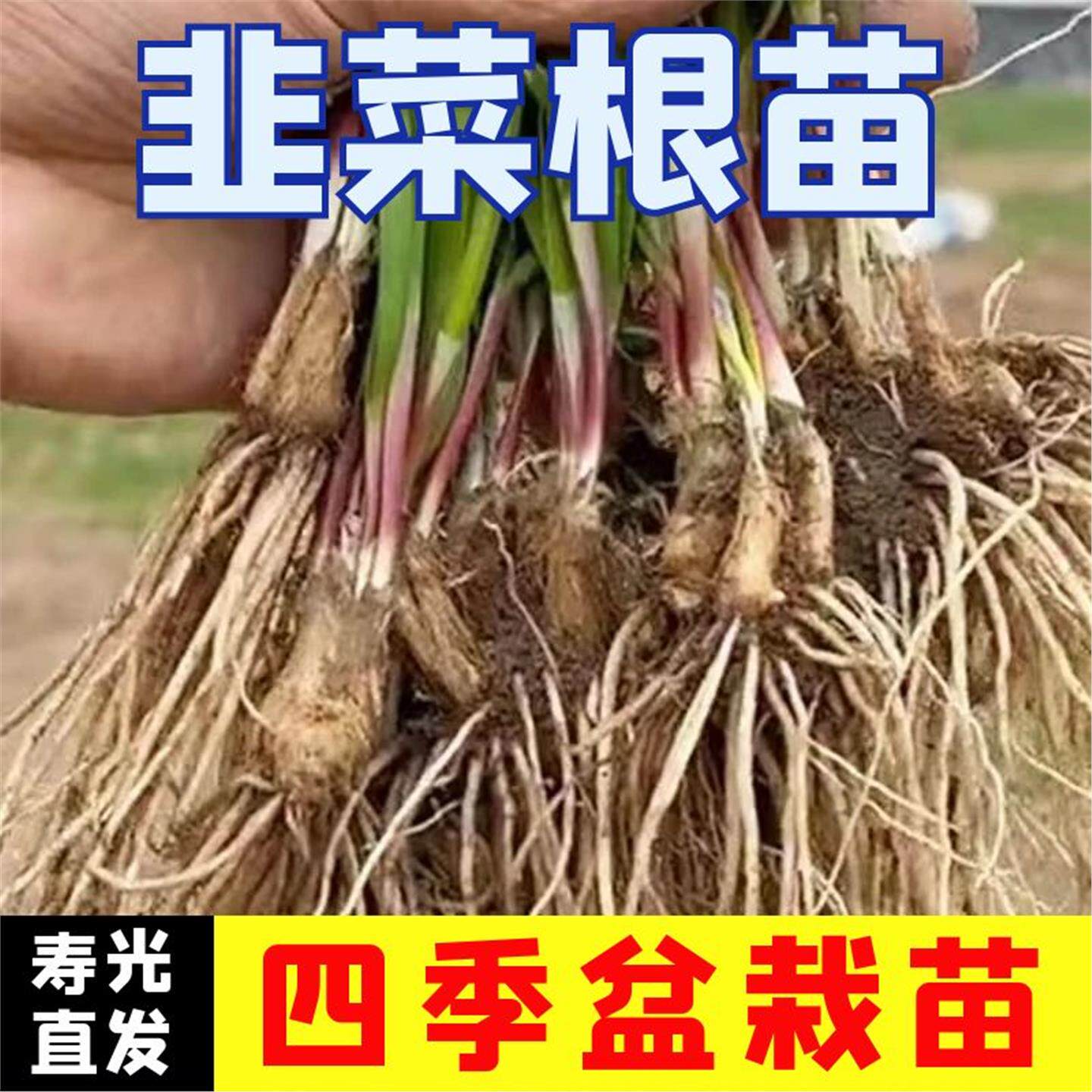 韭菜根苗现挖宽叶紫红四季