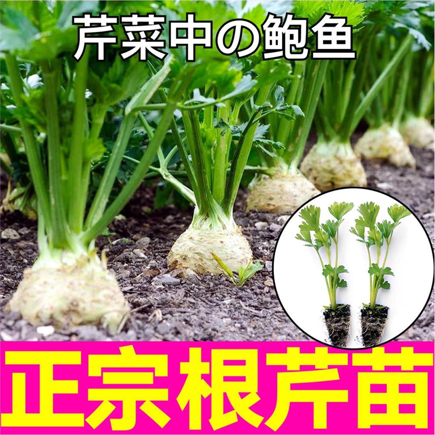 山东寿光正宗根芹苗秧蔬菜