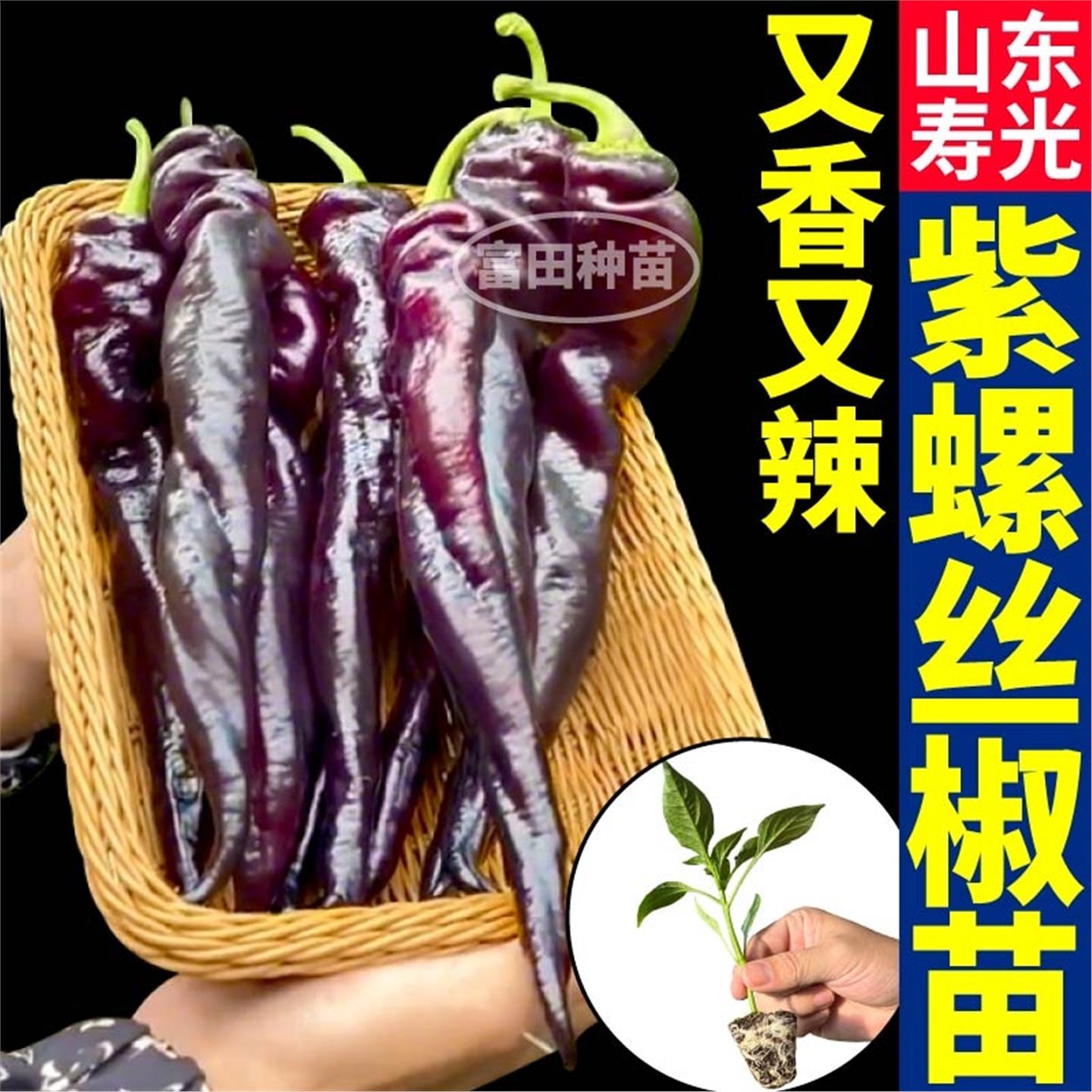 压趴架紫螺丝椒苗秧香辣抗