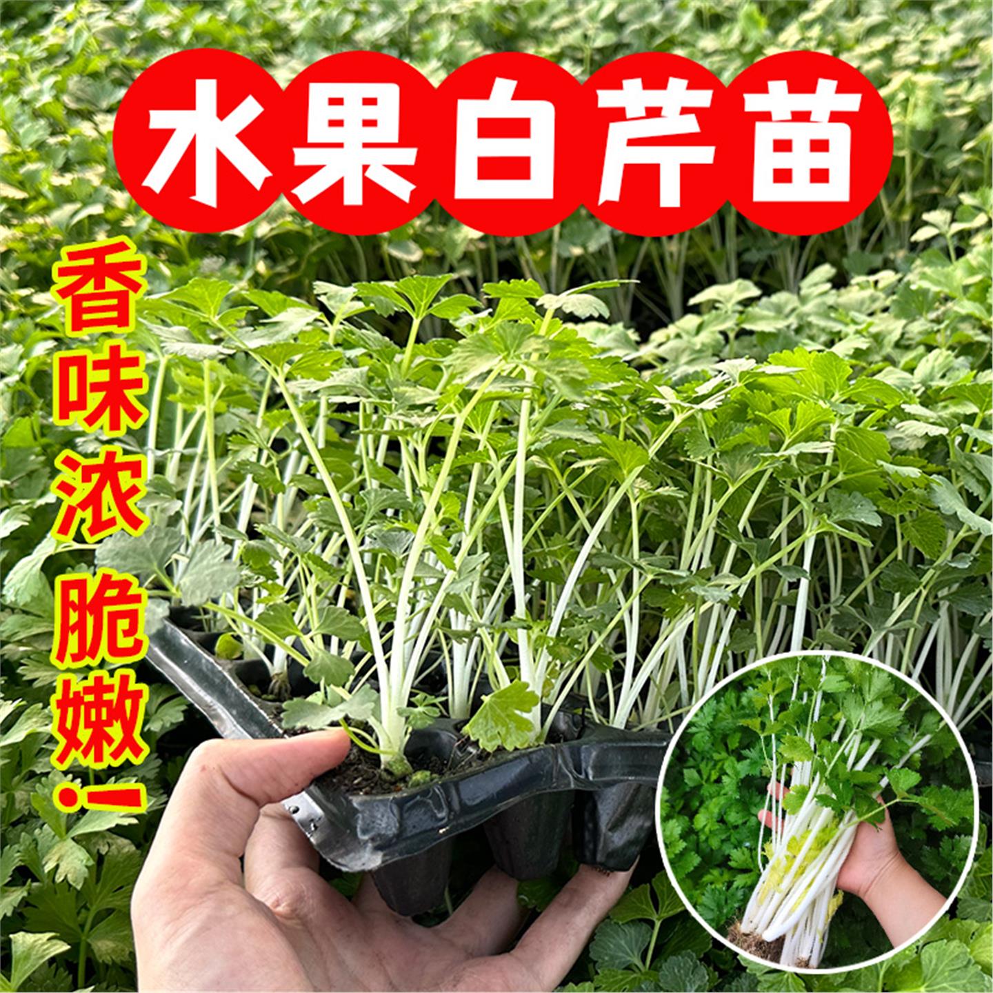 四季白芹菜苗秧脆嫩杆梗玉